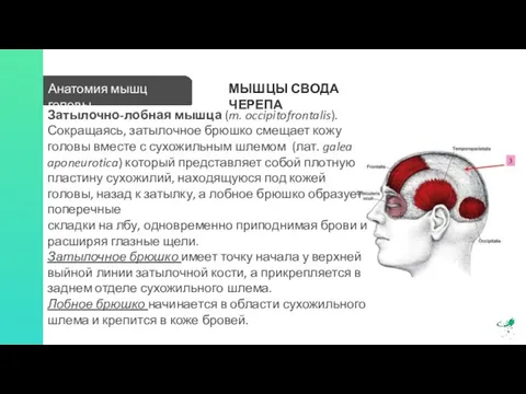 Анатомия мышц головы МЫШЦЫ СВОДА ЧЕРЕПА Затылочно-лобная мышца (m. occipitofrontalis). Сокращаясь, затылочное