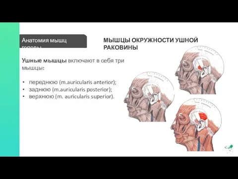 Анатомия мышц головы МЫШЦЫ ОКРУЖНОСТИ УШНОЙ РАКОВИНЫ Ушные мышцы включают в себя