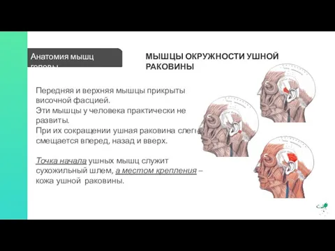 Анатомия мышц головы МЫШЦЫ ОКРУЖНОСТИ УШНОЙ РАКОВИНЫ Передняя и верхняя мышцы прикрыты