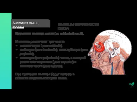 Анатомия мышц головы МЫШЦЫ ОКРУЖНОСТИ ГЛАЗА Круговая мышца глаза (m. orbicularis oculi).