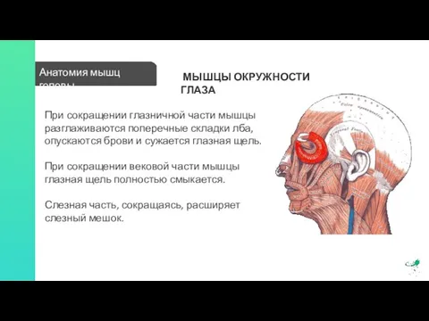 Анатомия мышц головы МЫШЦЫ ОКРУЖНОСТИ ГЛАЗА При сокращении глазничной части мышцы разглаживаются