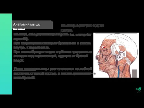 Анатомия мышц головы МЫШЦЫ ОКРУЖНОСТИ ГЛАЗА Мышца, сморщивающая бровь (m. corrugator supercilii).