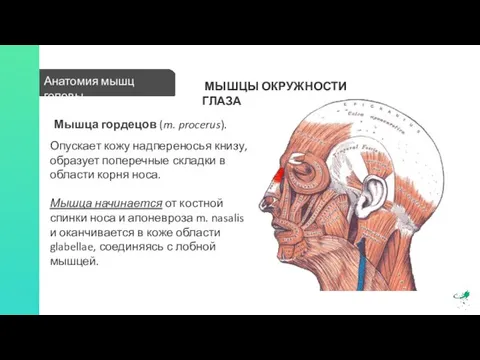 Анатомия мышц головы МЫШЦЫ ОКРУЖНОСТИ ГЛАЗА Опускает кожу надпереносья книзу, образует поперечные