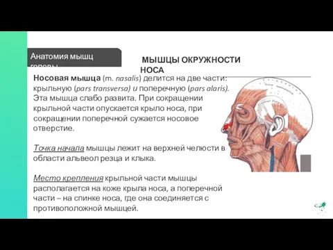 Анатомия мышц головы МЫШЦЫ ОКРУЖНОСТИ НОСА Носовая мышца (m. nasalis) делится на