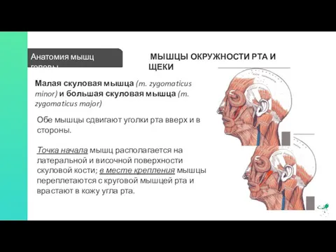 Анатомия мышц головы МЫШЦЫ ОКРУЖНОСТИ РТА И ЩЕКИ Малая скуловая мышца (m.