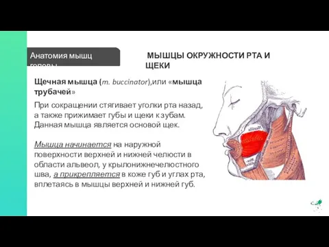 Анатомия мышц головы МЫШЦЫ ОКРУЖНОСТИ РТА И ЩЕКИ Щечная мышца (m. buccinator),или