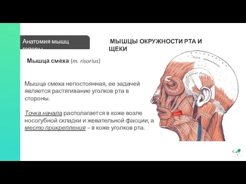 Анатомия мышц головы МЫШЦЫ ОКРУЖНОСТИ РТА И ЩЕКИ Мышца смеха (m. risorius)