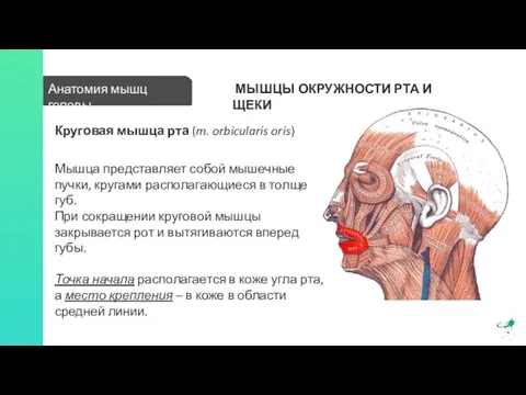 Анатомия мышц головы МЫШЦЫ ОКРУЖНОСТИ РТА И ЩЕКИ Круговая мышца рта (m.