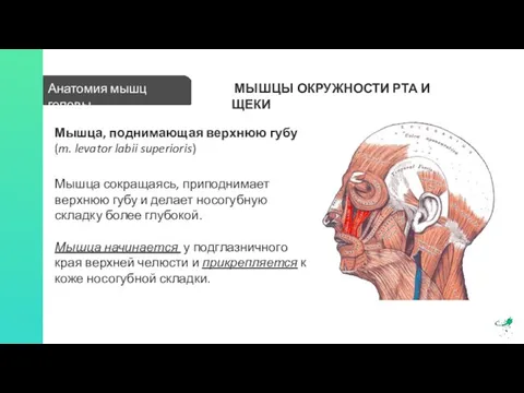 Анатомия мышц головы МЫШЦЫ ОКРУЖНОСТИ РТА И ЩЕКИ Мышца, поднимающая верхнюю губу