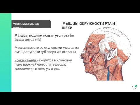 Анатомия мышц головы МЫШЦЫ ОКРУЖНОСТИ РТА И ЩЕКИ Мышца, поднимающая угол рта