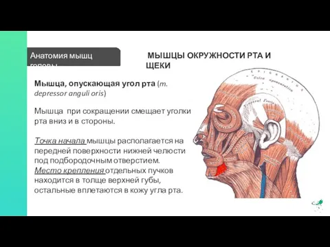 Анатомия мышц головы МЫШЦЫ ОКРУЖНОСТИ РТА И ЩЕКИ Мышца, опускающая угол рта