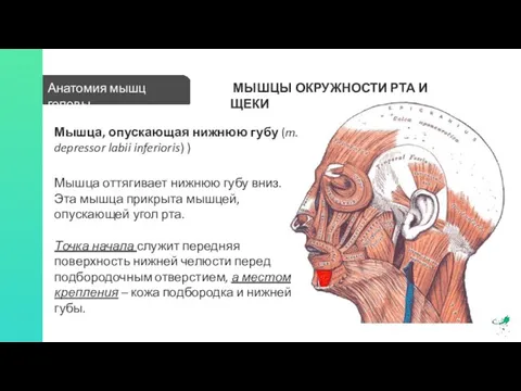 Анатомия мышц головы МЫШЦЫ ОКРУЖНОСТИ РТА И ЩЕКИ Мышца, опускающая нижнюю губу