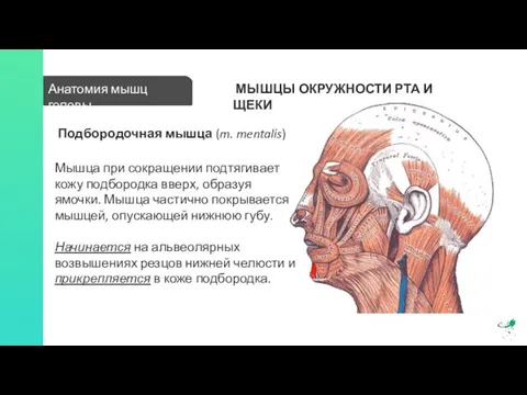 Анатомия мышц головы МЫШЦЫ ОКРУЖНОСТИ РТА И ЩЕКИ Подбородочная мышца (m. mentalis)
