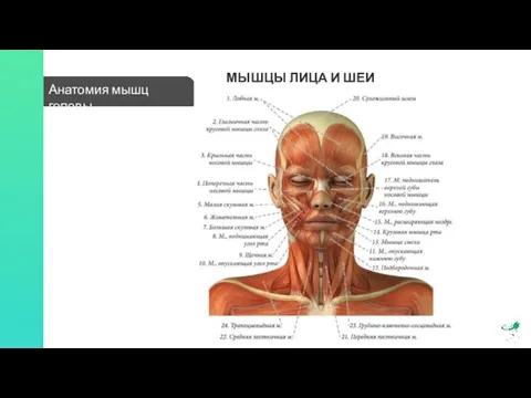Анатомия мышц головы МЫШЦЫ ЛИЦА И ШЕИ