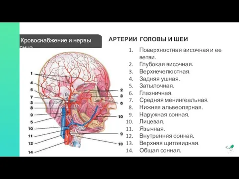 Кровоснабжение и нервы лица АРТЕРИИ ГОЛОВЫ И ШЕИ Поверхностная височная и ее