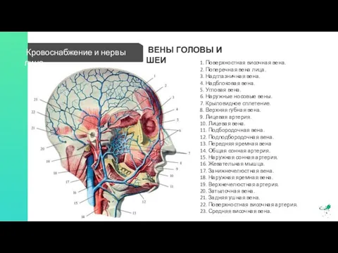 ВЕНЫ ГОЛОВЫ И ШЕИ 1. Поверхностная височная вена. 2. Поперечная вена лица.