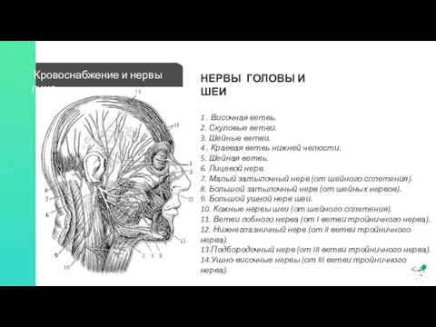 НЕРВЫ ГОЛОВЫ И ШЕИ 1 . Височная ветвь. 2. Скуловые ветви. 3.