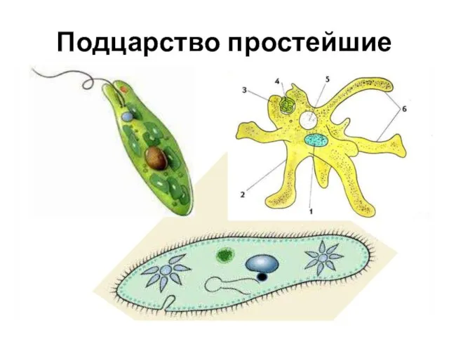 Подцарство простейшие