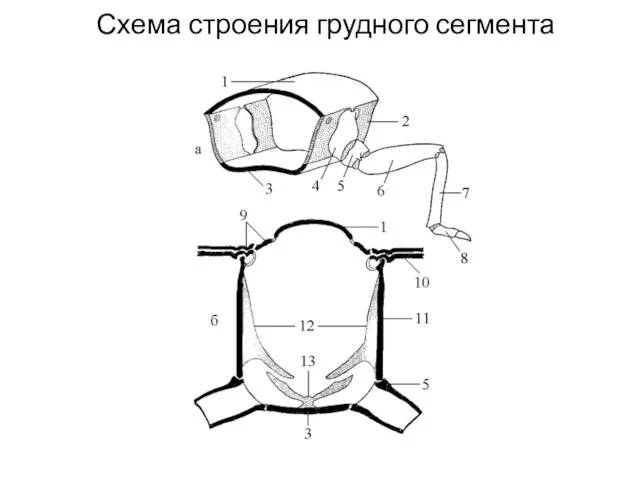 Схема строения грудного сегмента