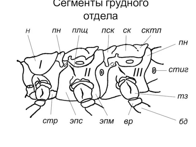 Сегменты грудного отдела