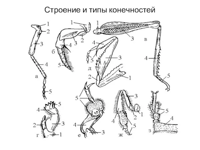 Строение и типы конечностей