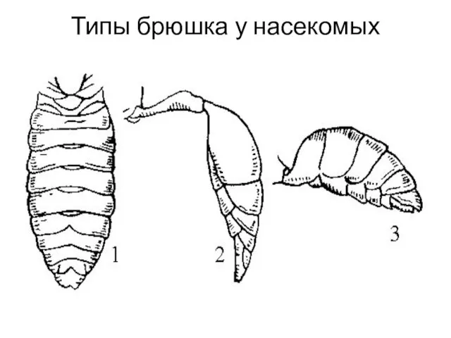 Типы брюшка у насекомых