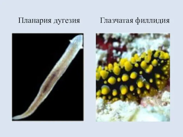 Планария дугезия Глазчатая филлидия