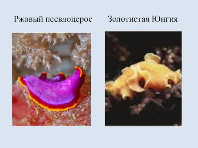 Ржавый псевдоцерос Золотистая Юнгия