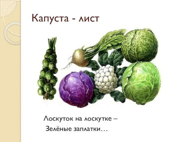 Капуста - лист Лоскуток на лоскутке – Зелёные заплатки…