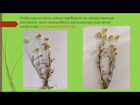 Чтобы приготовить панно-гербарий из лекарственных растений, нам понадобятся засушенные растения, например: ромашка аптечная.
