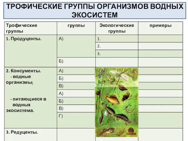 ТРОФИЧЕСКИЕ ГРУППЫ ОРГАНИЗМОВ ВОДНЫХ ЭКОСИСТЕМ