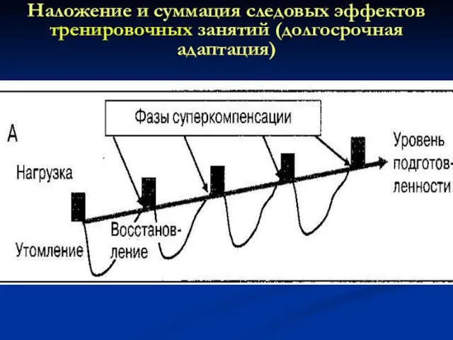 Наложение и суммация следовых эффектов тренировочных занятий (долгосрочная адаптация)