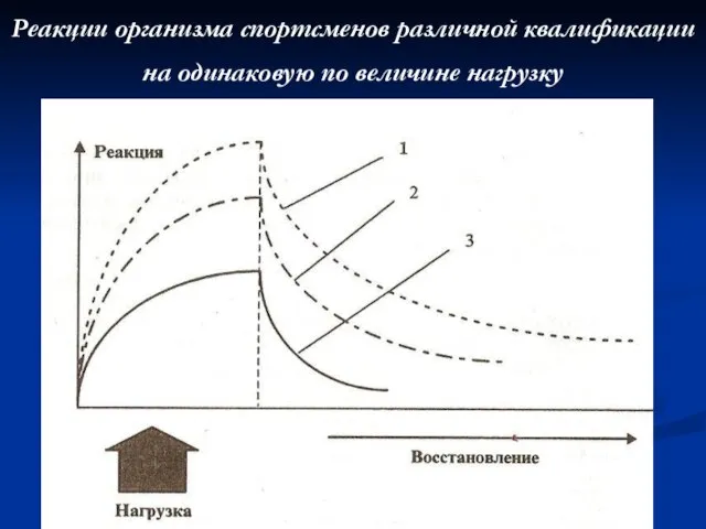 Реакции организма спортсменов различной квалификации на одинаковую по величине нагрузку