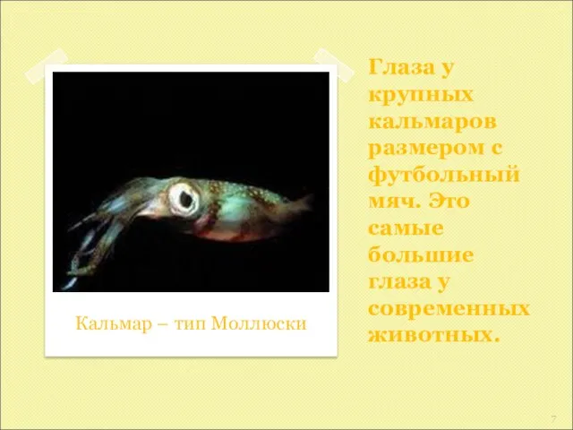 Глаза у крупных кальмаров размером с футбольный мяч. Это самые большие глаза