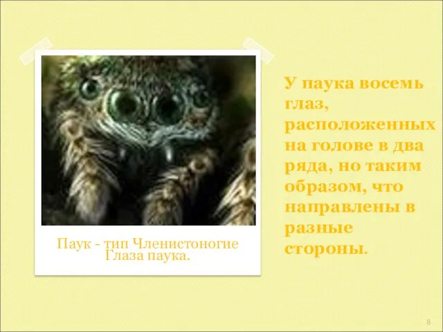 У паука восемь глаз, расположенных на голове в два ряда, но таким