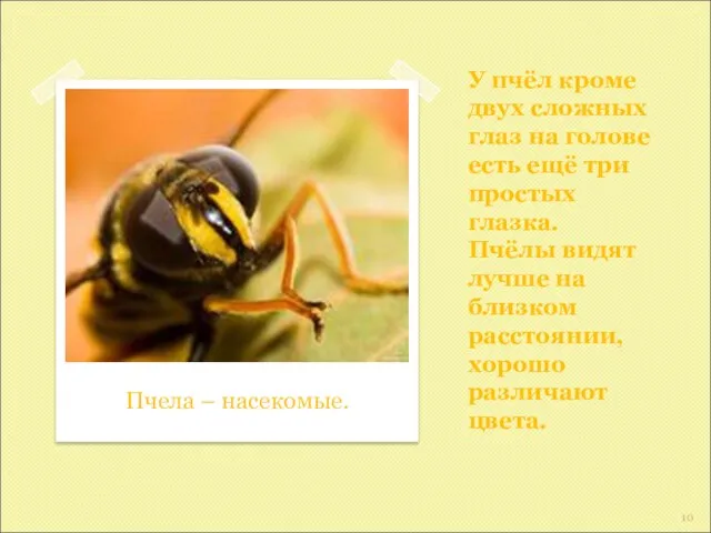 У пчёл кроме двух сложных глаз на голове есть ещё три простых