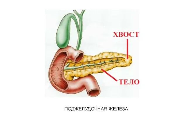 ПОДЖЕЛУДОЧНАЯ ЖЕЛЕЗА