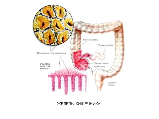 ЖЕЛЕЗЫ КИШЕЧНИКА