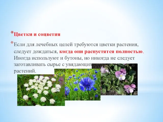 Цветки и соцветия Если для лечебных целей требуются цветки растения, следует дождаться,