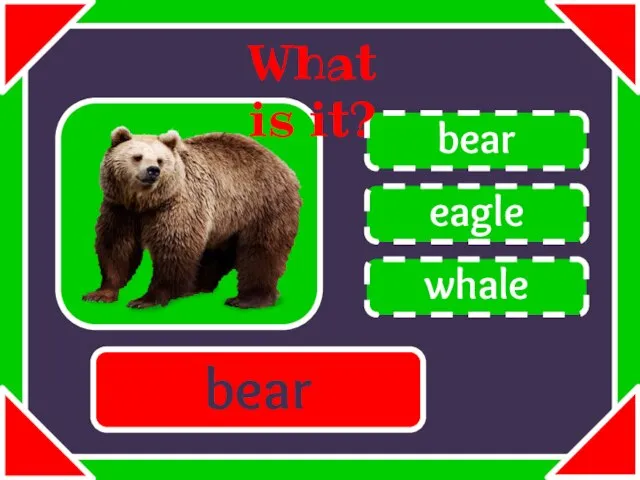 eagle bear whale What is it? bear