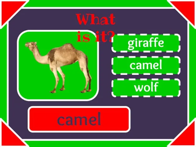camel giraffe wolf What is it? camel