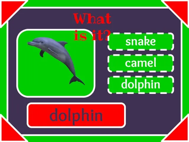 camel snake dolphin What is it? dolphin