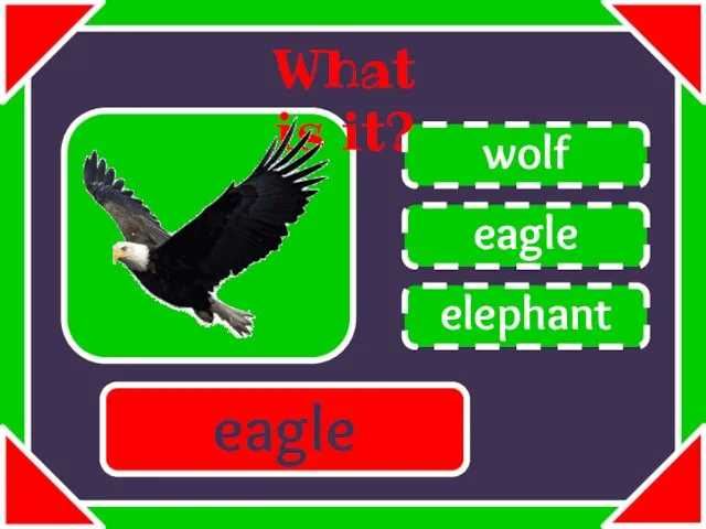 eagle wolf elephant What is it? eagle