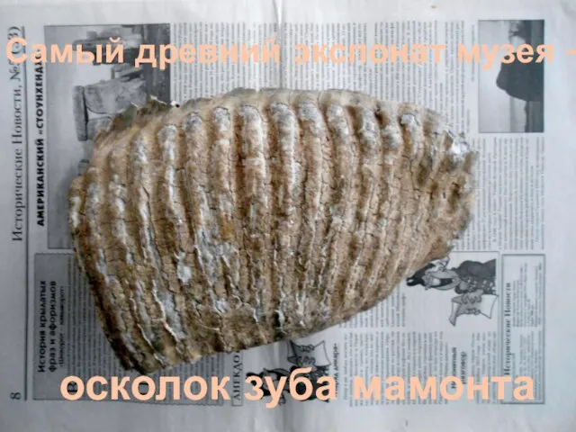 Самый древний экспонат музея – осколок зуба мамонта