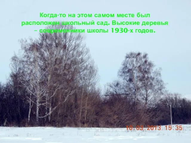 Когда-то на этом самом месте был расположен школьный сад. Высокие деревья – современники школы 1930-х годов.