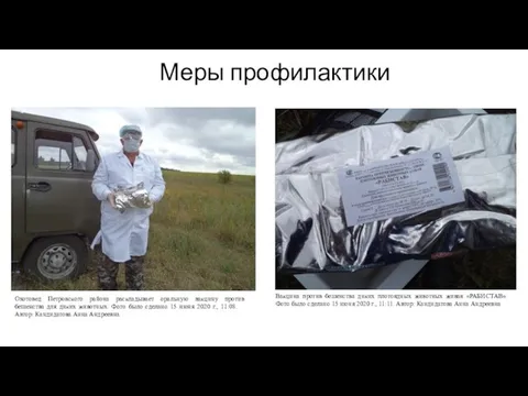 Меры профилактики Охотовед Петровского района раскладывает оральную вакцину против бешенства для диких