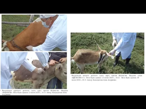 Вакцинация крупного рогатого скота (крс) против бешенства. Вакцина «РАБИКОВ». Фото было сделано
