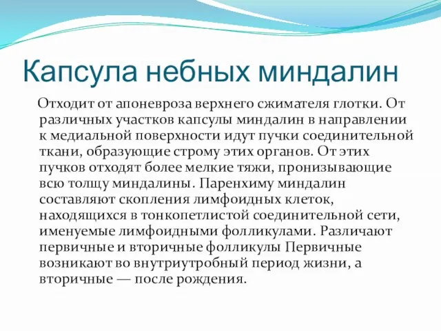 Капсула небных миндалин Отходит от апоневроза верхнего сжимателя глотки. От различных участков