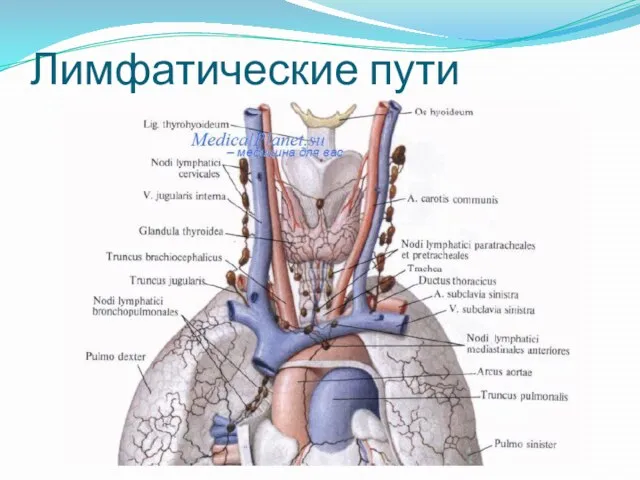 Лимфатические пути