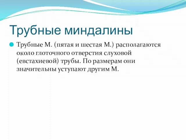 Трубные миндалины Трубные М. (пятая и шестая М.) располагаются около глоточного отверстия